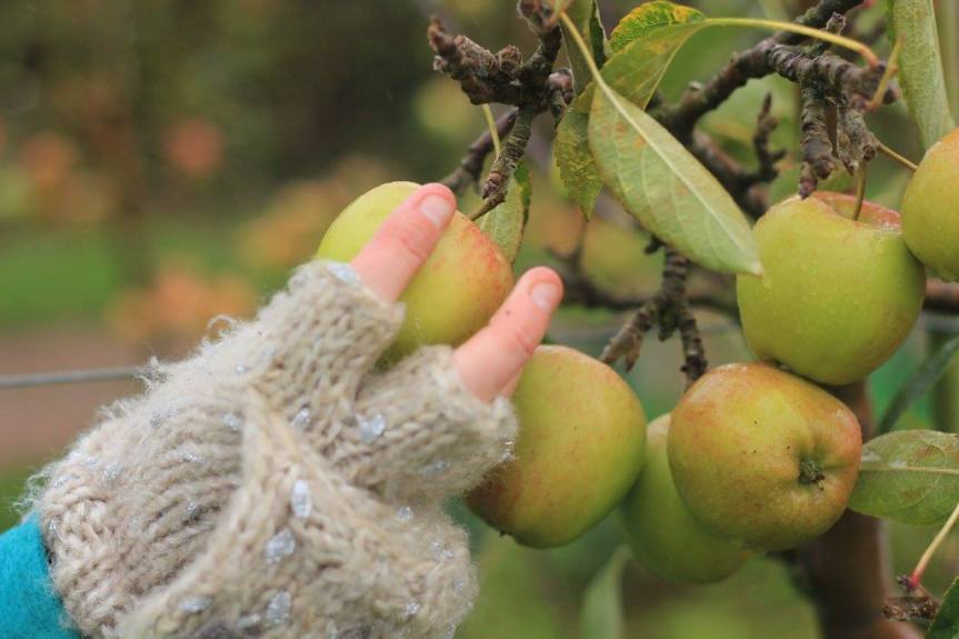 12309929_1694401360805000_1220542884444540996_o